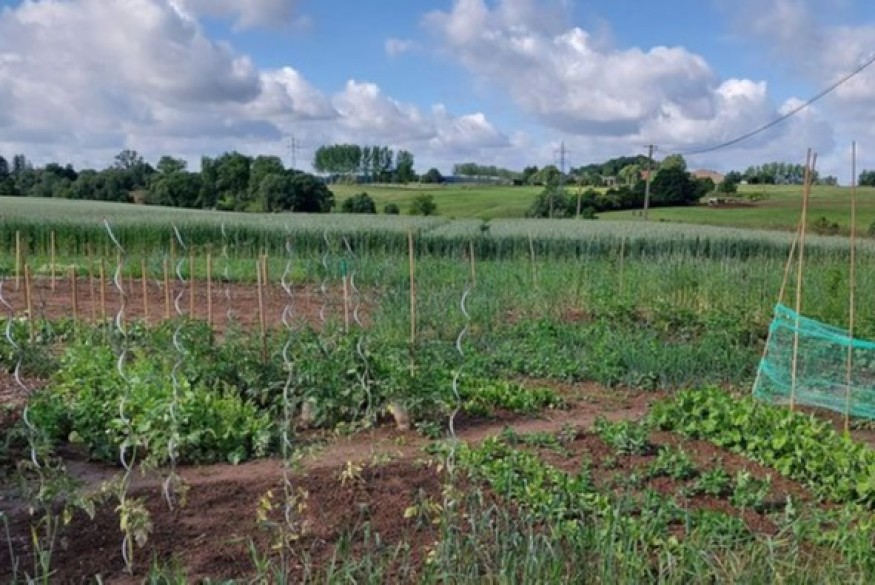 À Braine-le-Comte, location de parcelles de potager pour 1€ par jour : Une initiative pour reconnecter la ville à la nature
